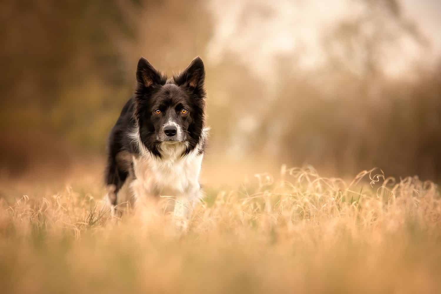 A black and white border collie standing in tall golden grass, looking at the camera