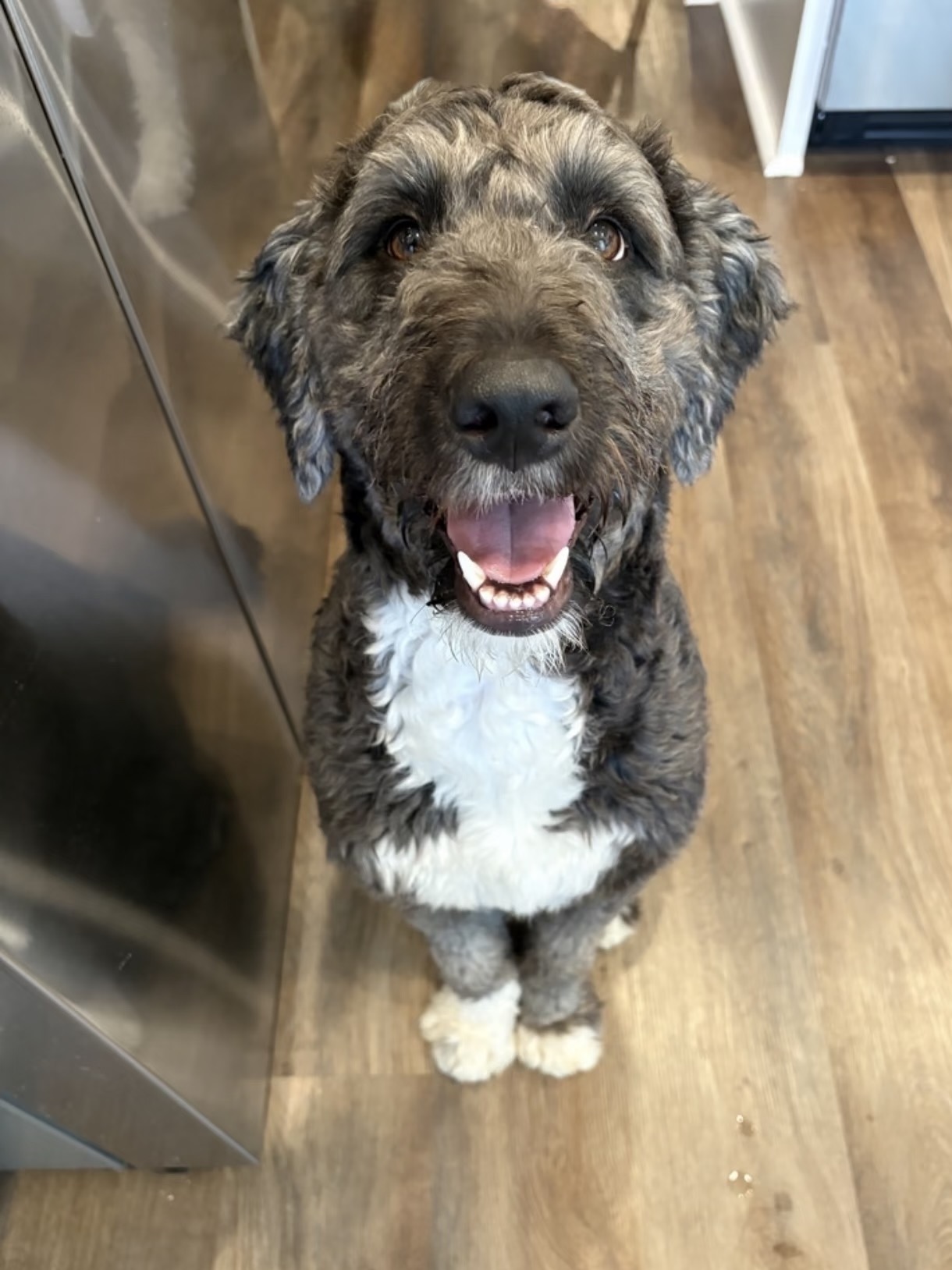 Cindy, a grey-brown and white Sheepadoodle, sitting on a wood floor and smiling up at the camera