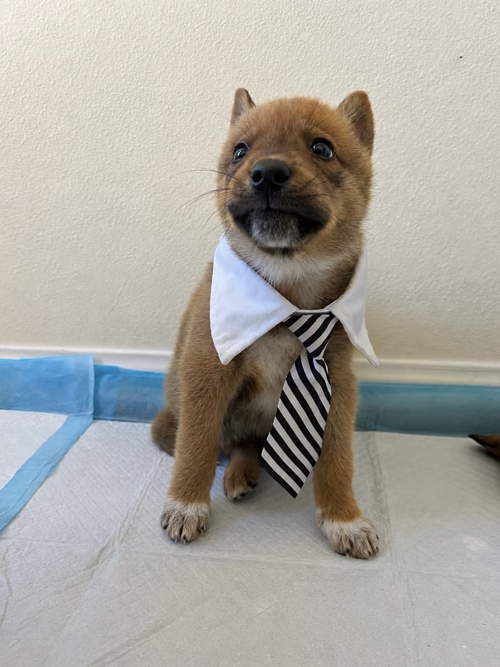 Fox, a light brown mixed breed puppy, sitting up wearing a white collar and black striped tie