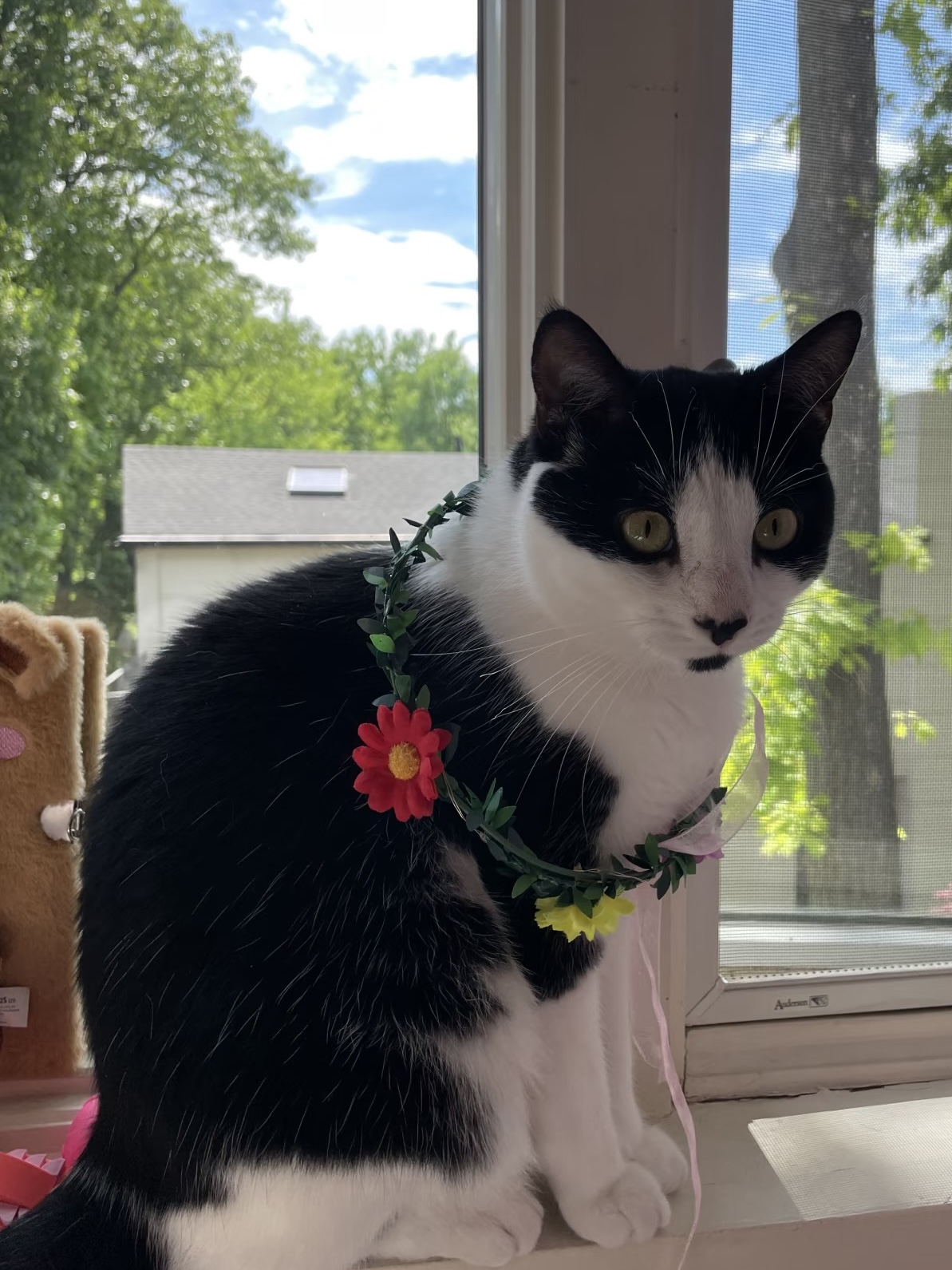 Snowie, a black and white tuxedo cat, sitting by a sunny window wearing a flower wreath